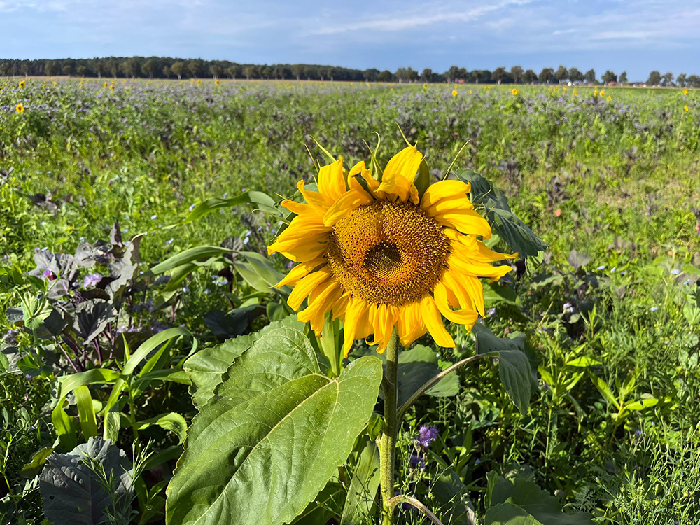 Sonnenblume auf der Blühfläche